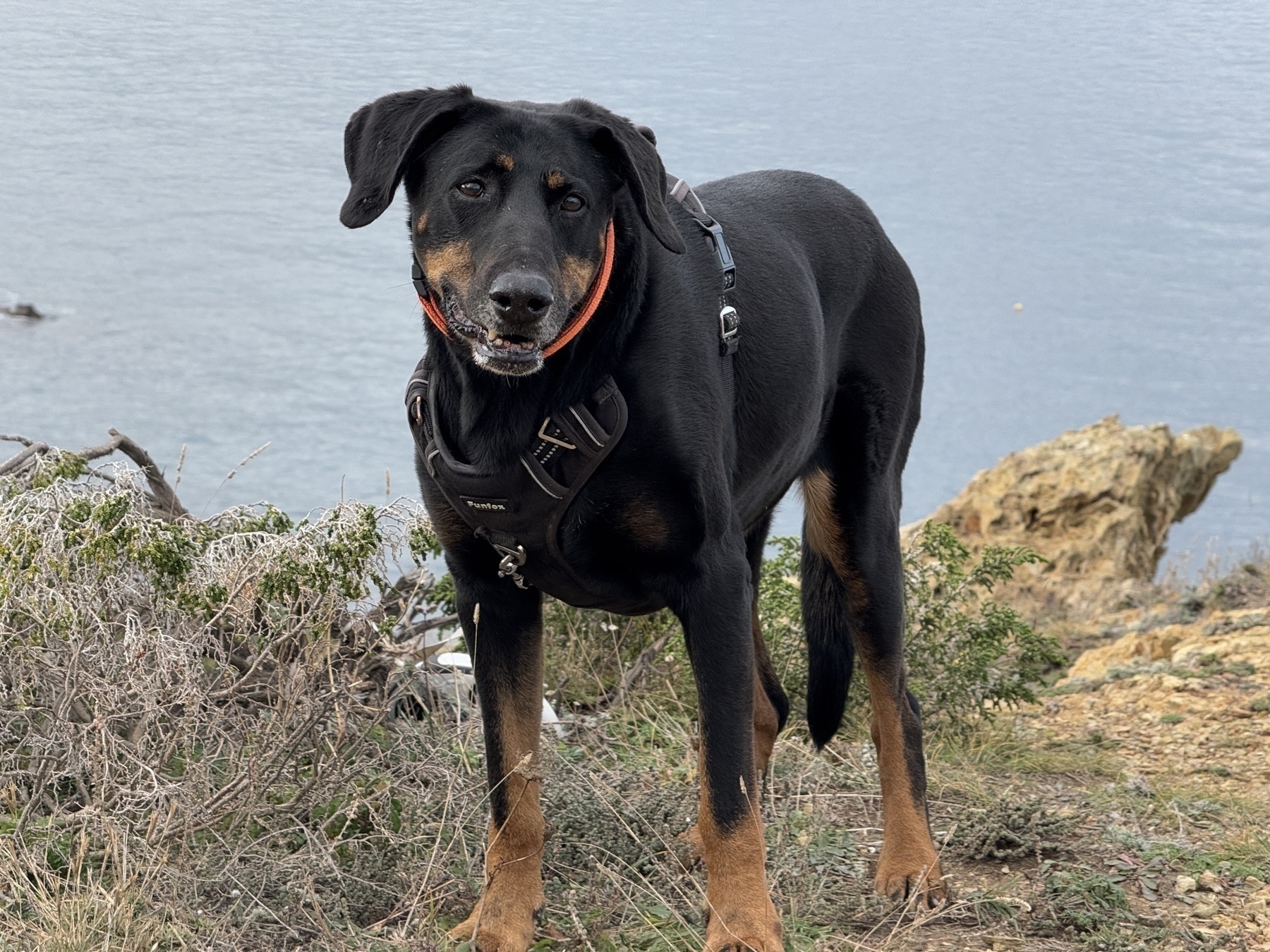 A black and brown dog wearing a collar stands on a rocky coastline with the sea in the background.