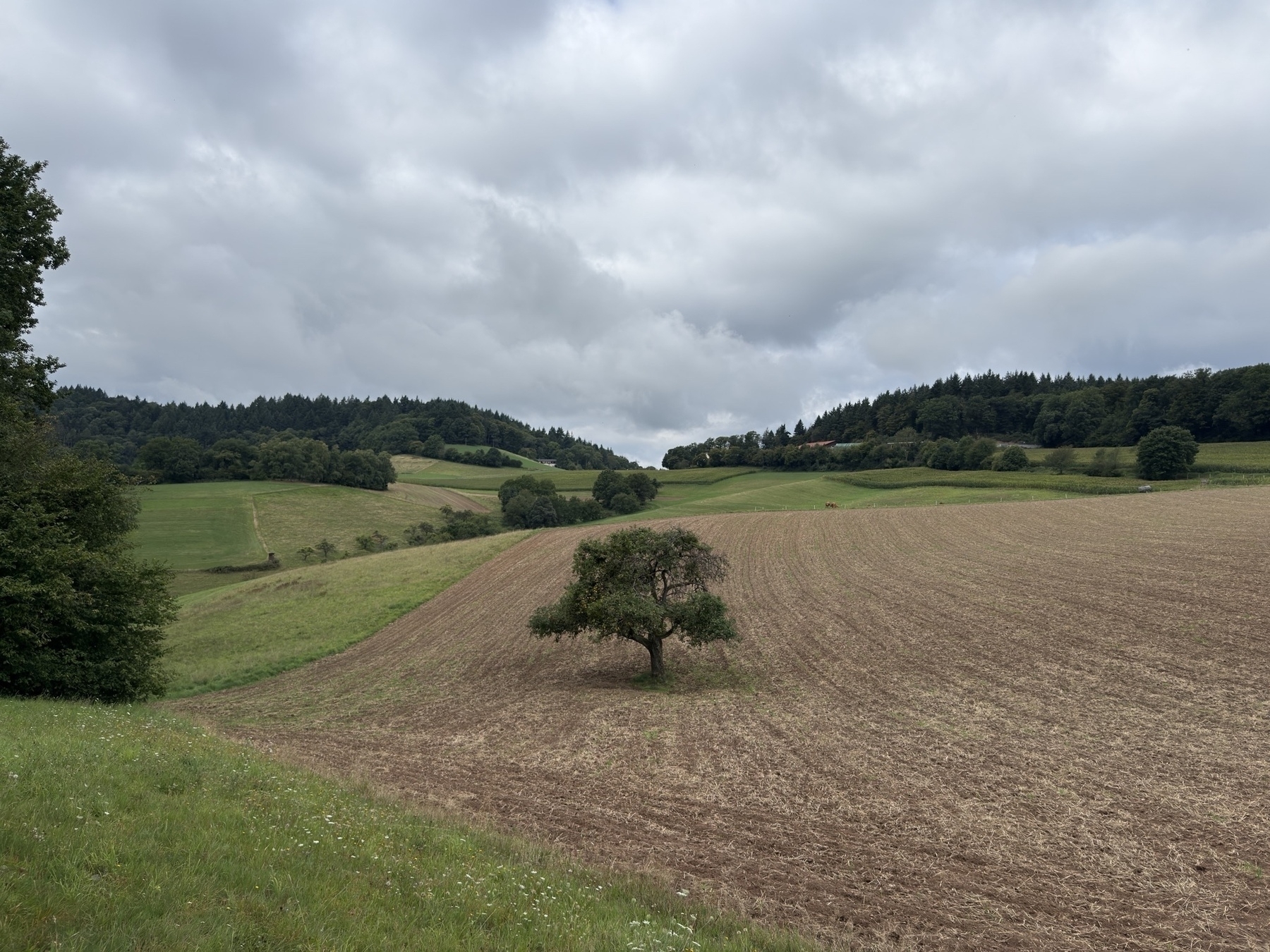 A lone tree stands in a plowed field surrounded by rolling green hills and a cloudy sky.