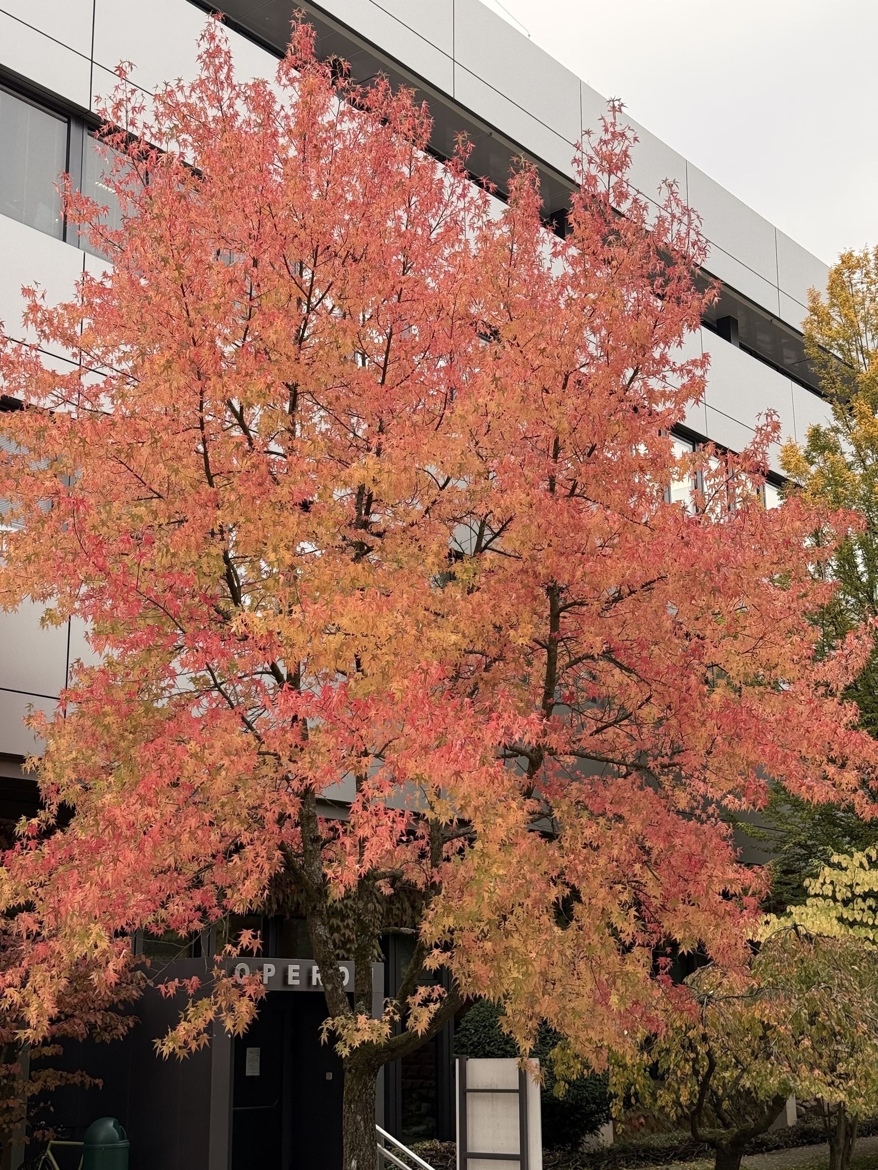 A striking tree with vibrant red and orange autumn leaves stands in front of a modern building.