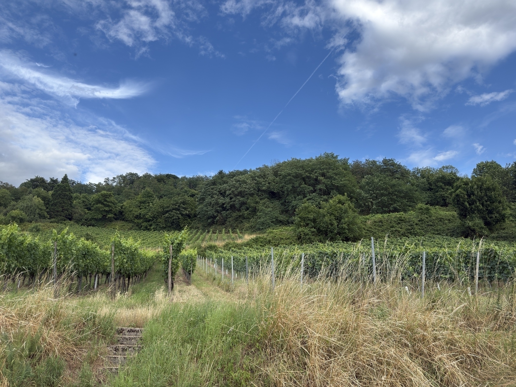 A lush vineyard extends toward a tree-lined hill under a partly cloudy blue sky.