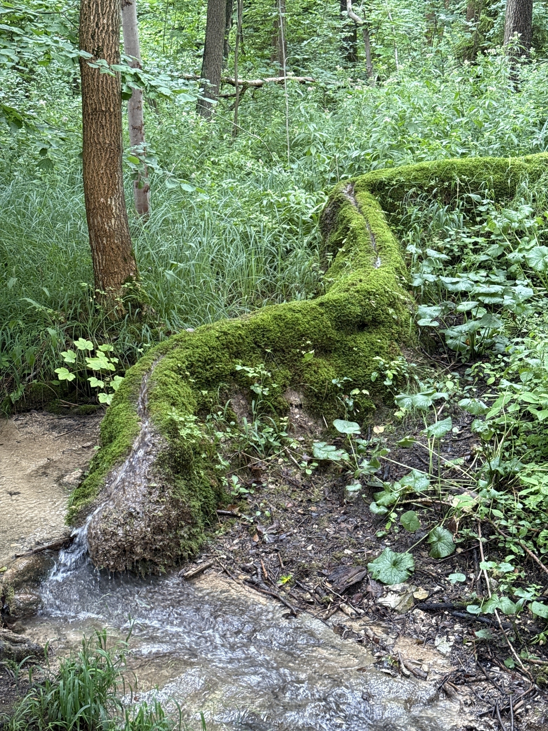 Photograph of a limestone stone run flowing into a small stream