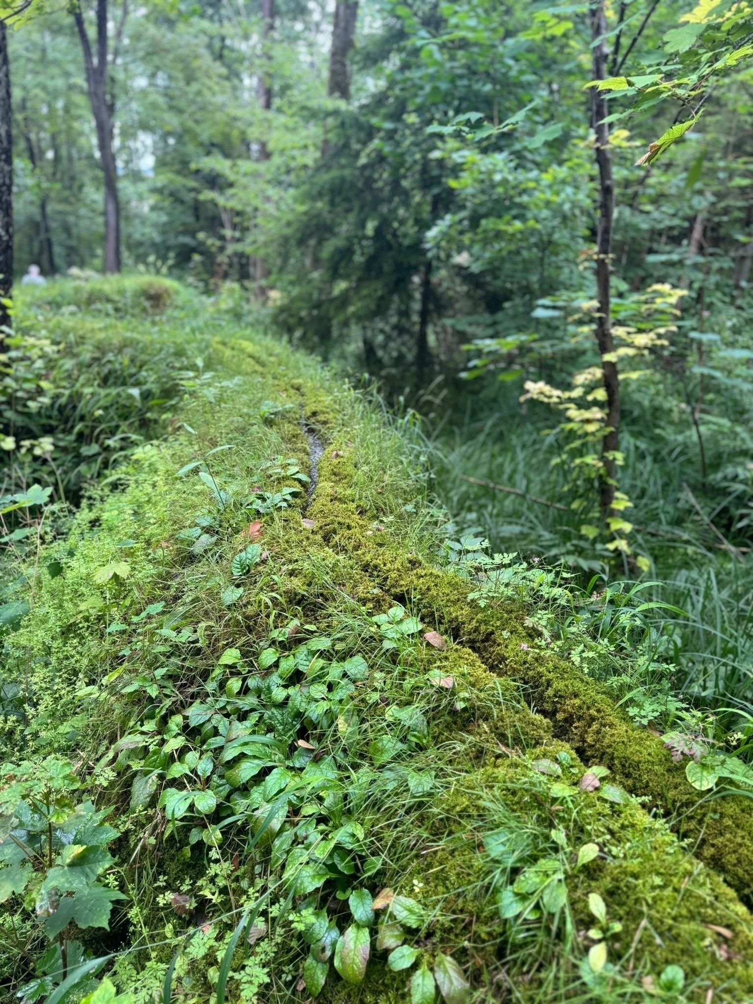 Photo of a limestone stone run overgrown with moss in the forest 