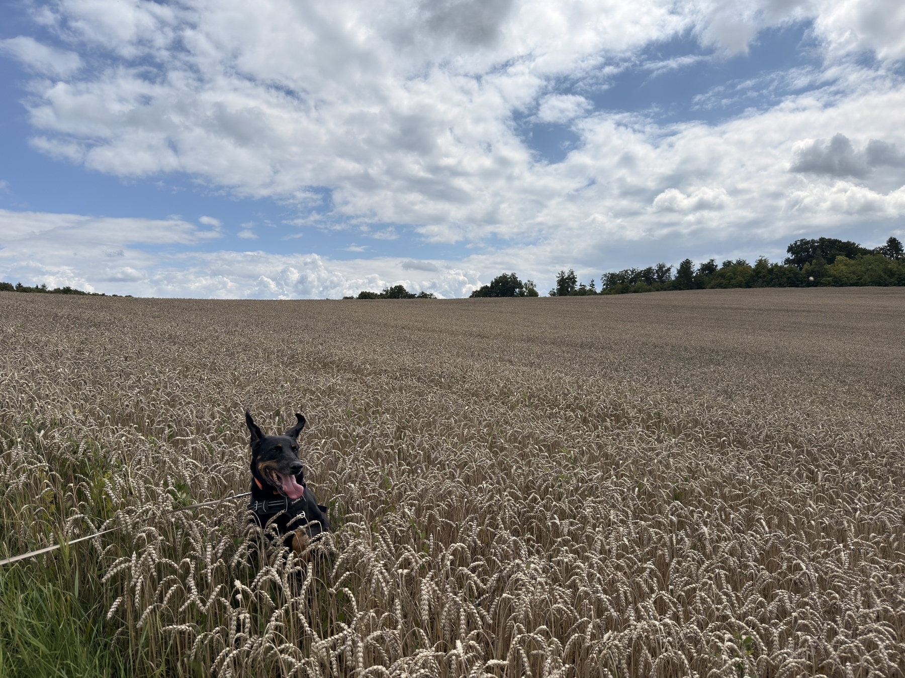 A dog is playfully peeking out from a vast wheat field under a partly cloudy sky.