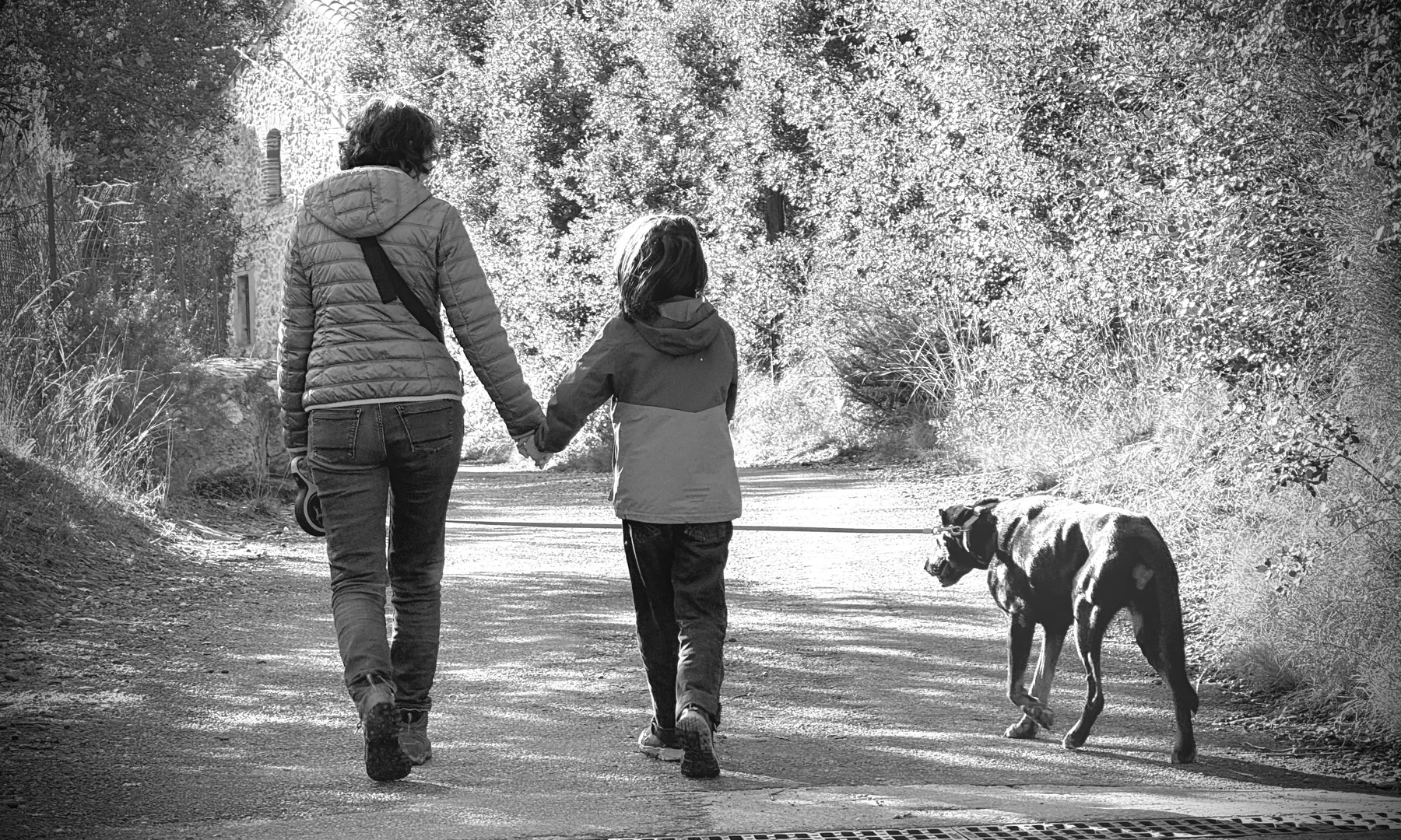 A woman and a small boy are walking hand in hand down a tree-lined path with a dog.
