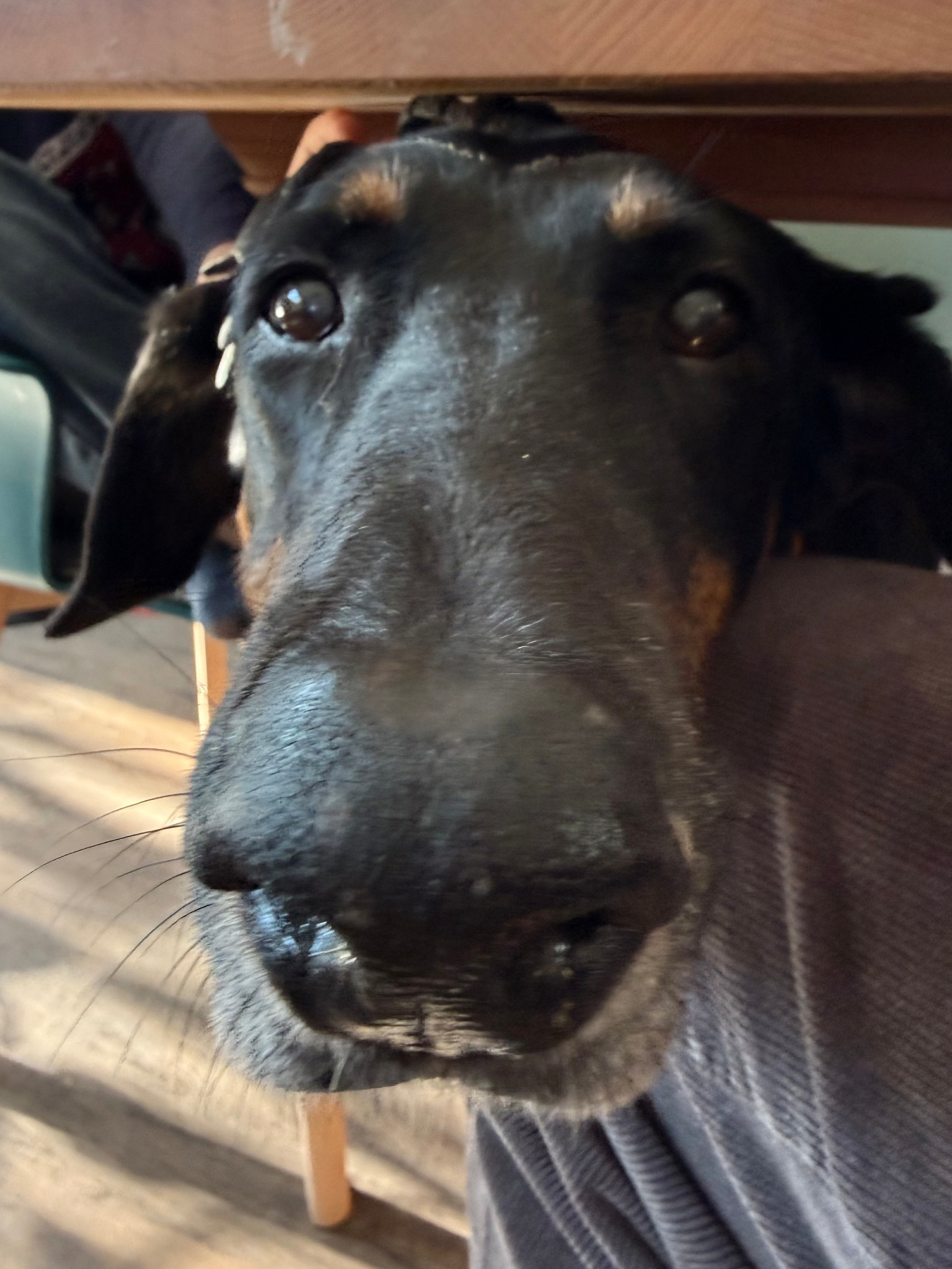 photo of a Doberman peaking out from under a wooden table