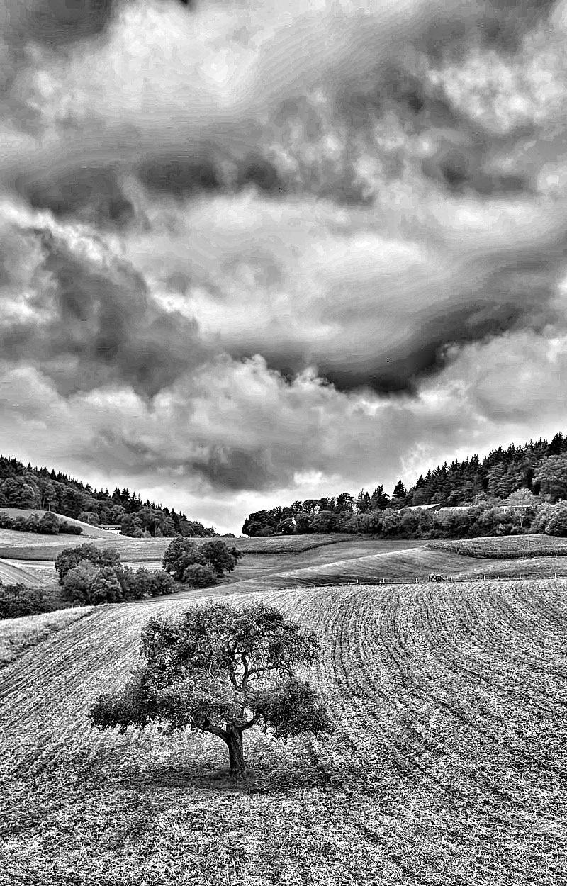 A lone tree stands in the middle of rolling, plowed fields under a dramatic, cloudy sky with a backdrop of forested hills.