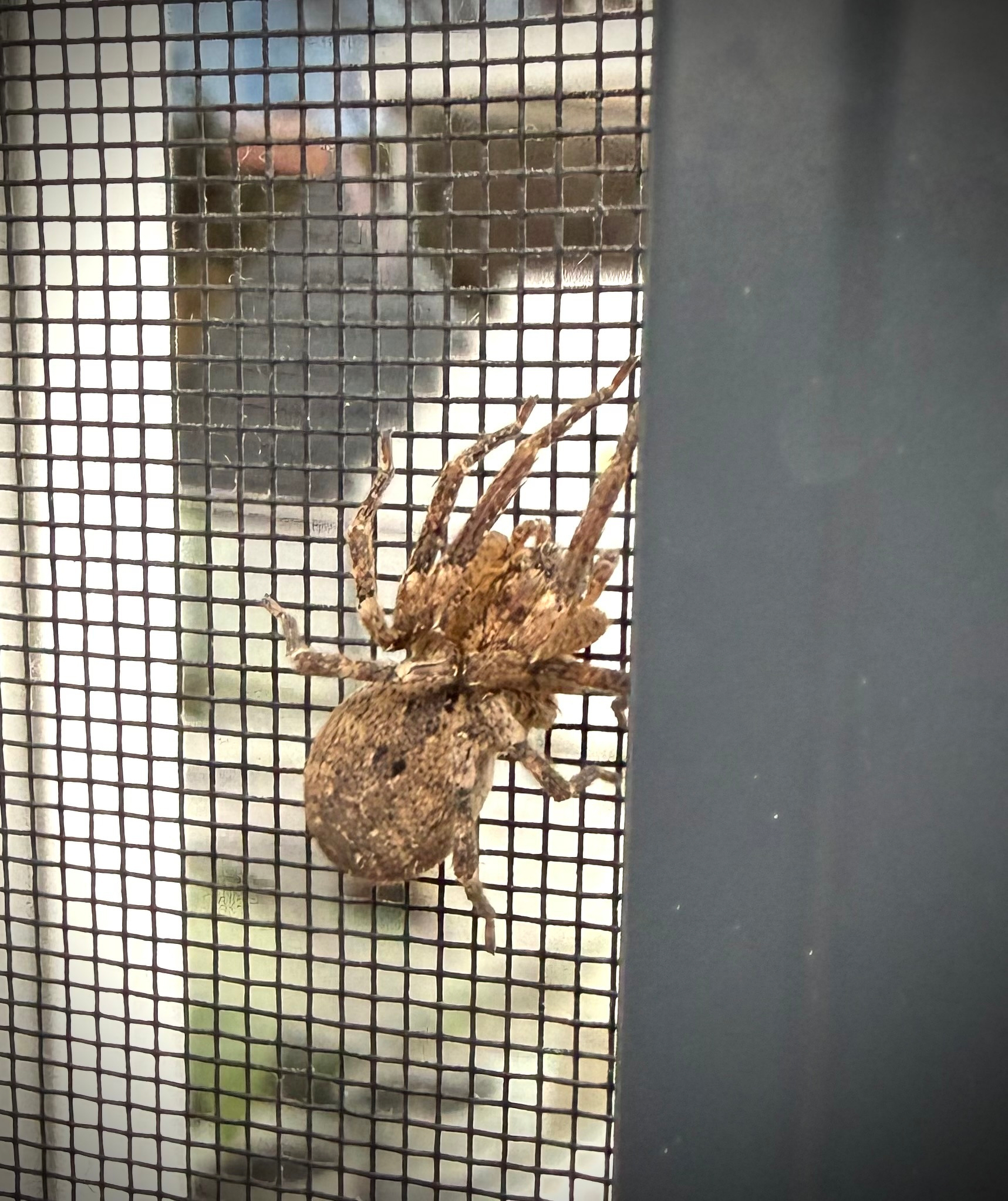 A large, brown spider is sitting on a door screen.