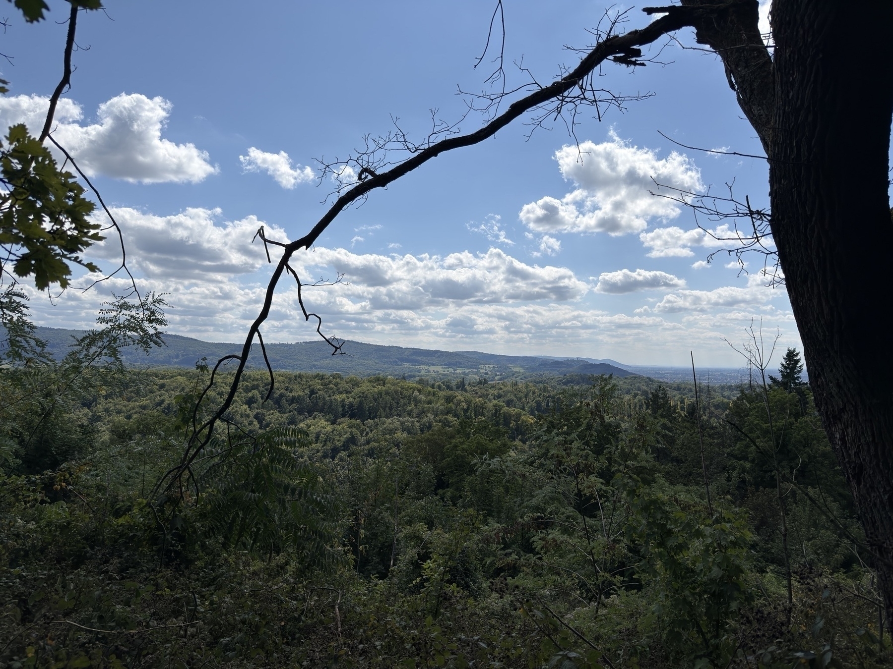 A scenic view showcases a vast, forested landscape under a bright, partly cloudy sky, framed by branches and foliage in the foreground.