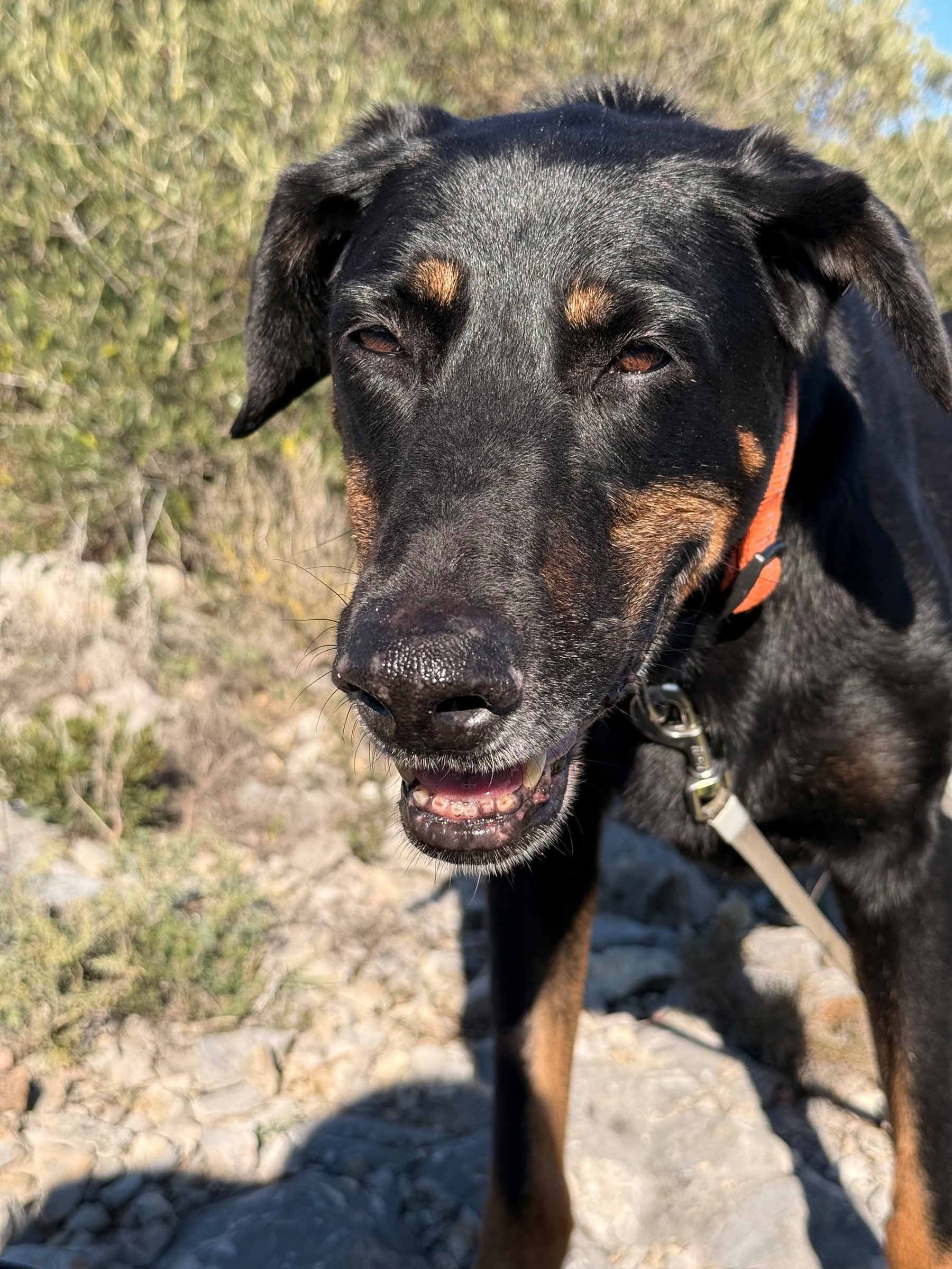 A black and tan dog with a collar stands outdoors on a rocky surface, surrounded by greenery.