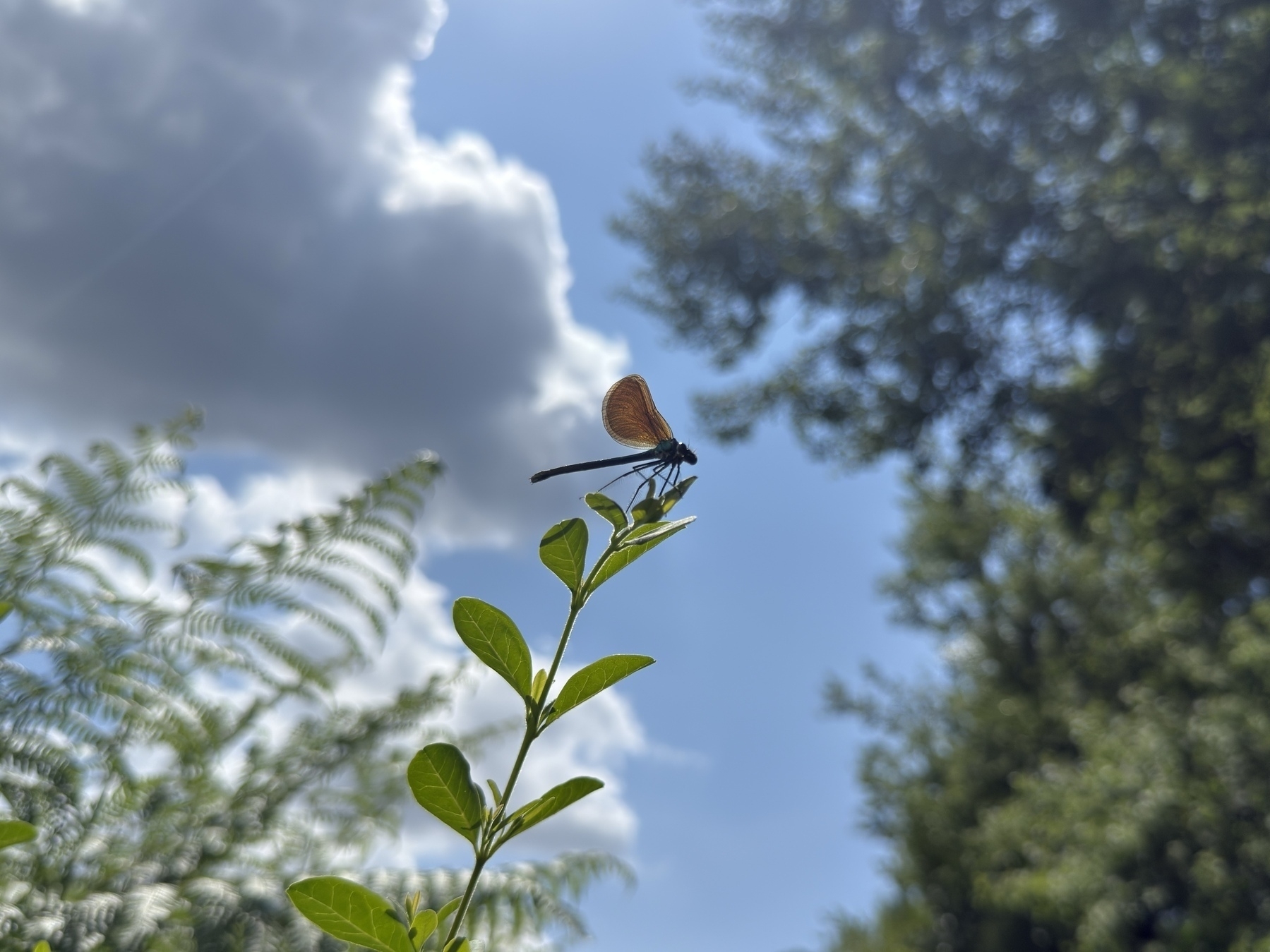 A damselfly perched on a leaf is silhouetted against a partly cloudy sky and surrounded by lush greenery.
