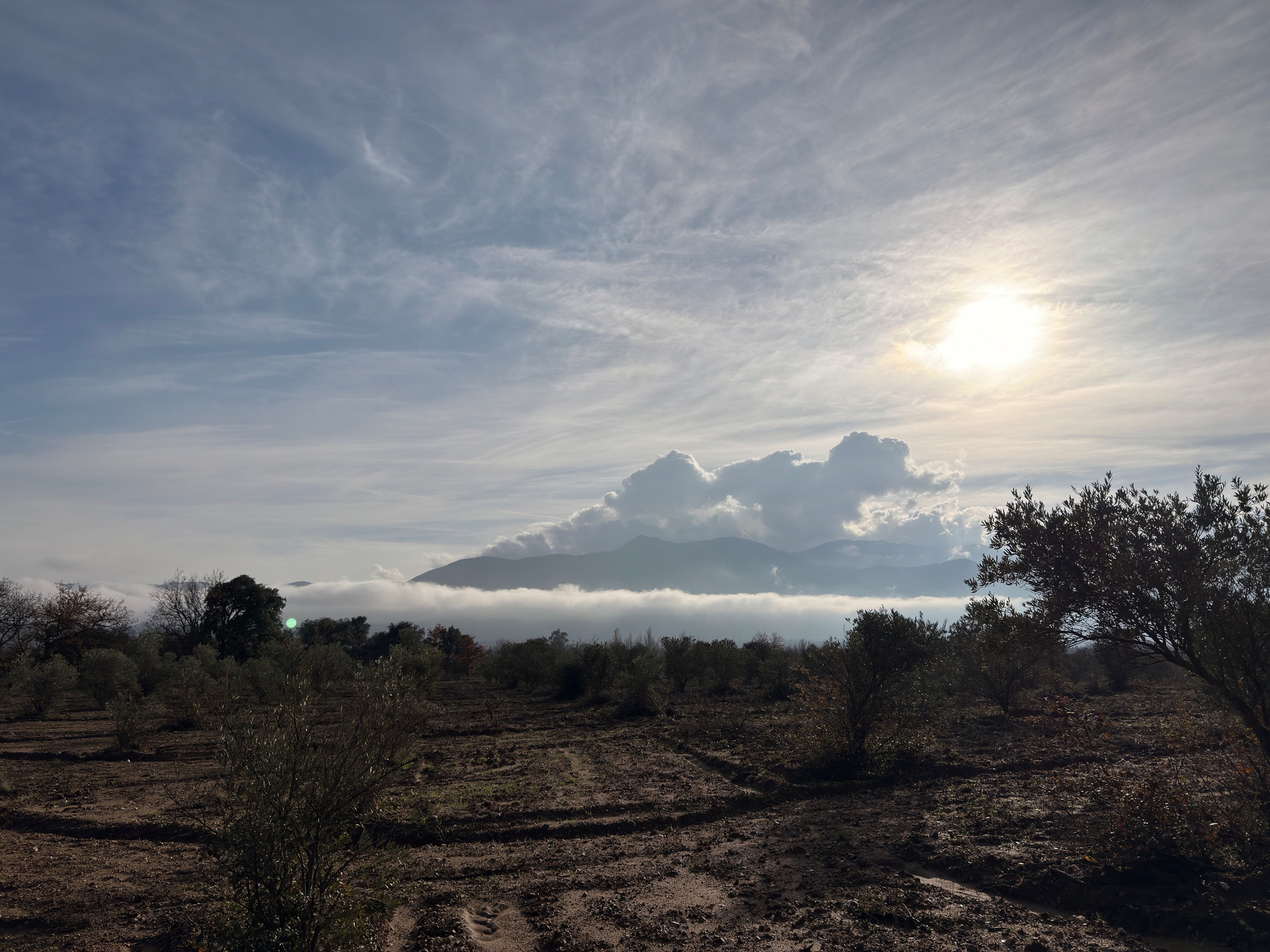 Photograph across a vineyard towards dark hills. A wall of cloud sits between the vineyard and the hills. The midday sun is visible in the sky.