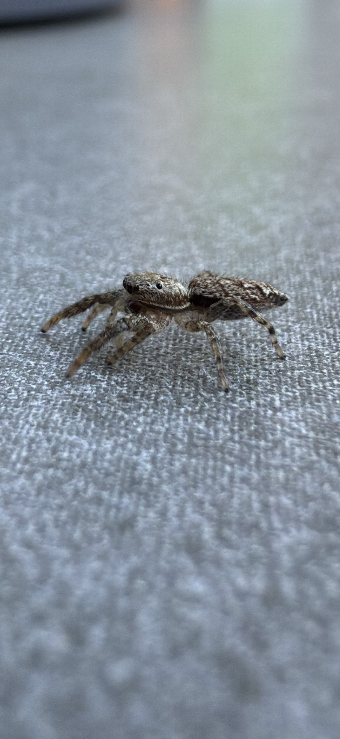 A close-up, side view of a small brown and tan jumping spider on a gray textured surface. The spider’s large front eyes are visible.