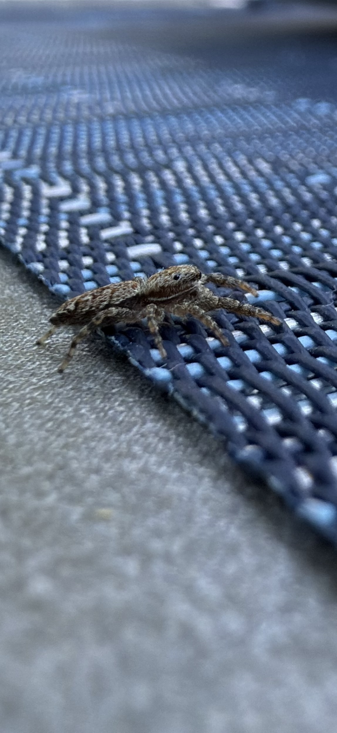 A close-up, side view of a small brown and tan jumping spider on a blue and black woven mat.