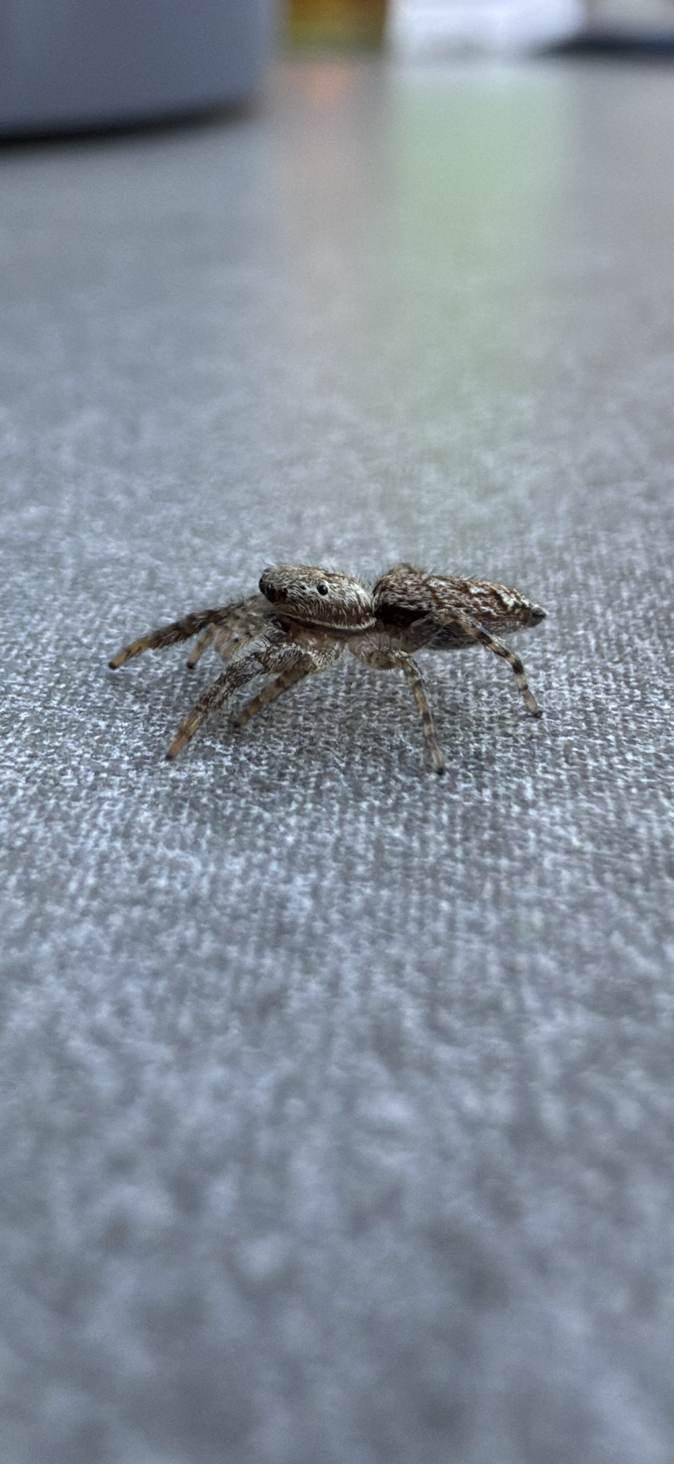 A close-up, side view of a small brown and tan jumping spider on a gray textured surface. The spider’s large front eyes are visible.