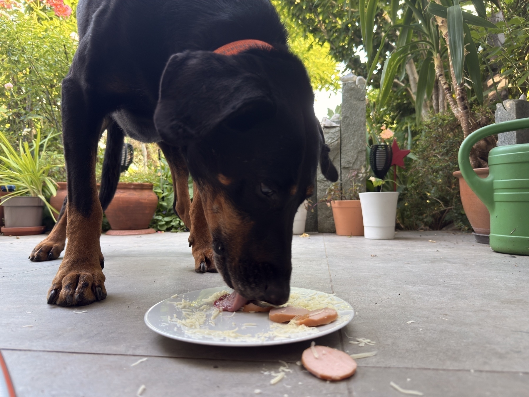 A 14-year-old Doberman dog is eating sliced sausage and cheese off a plate on a patio surrounded by potted plants and a green watering can.