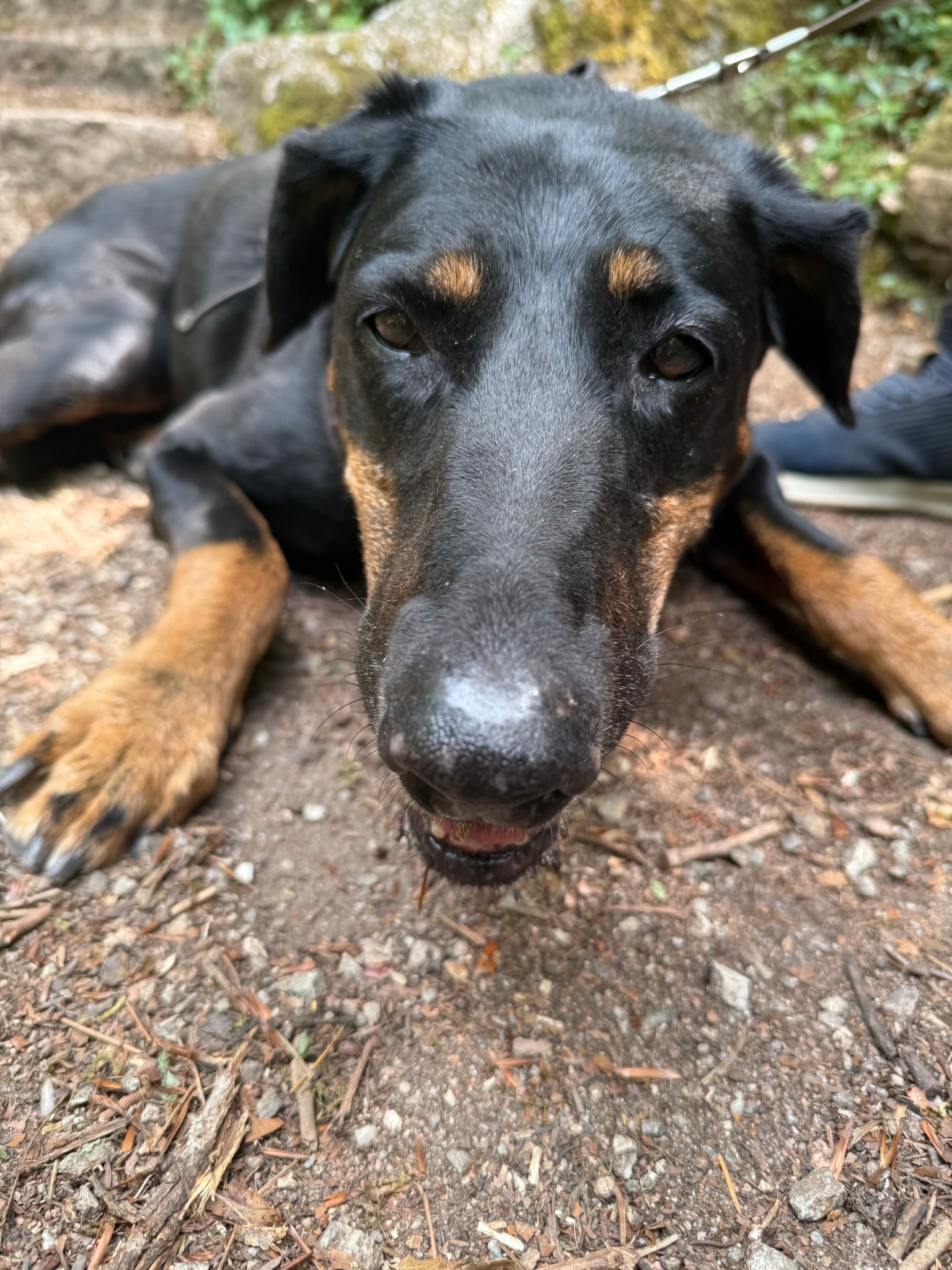 Photo of a Doberman dog looking very tired on a walk. She is lying on the forest floor.