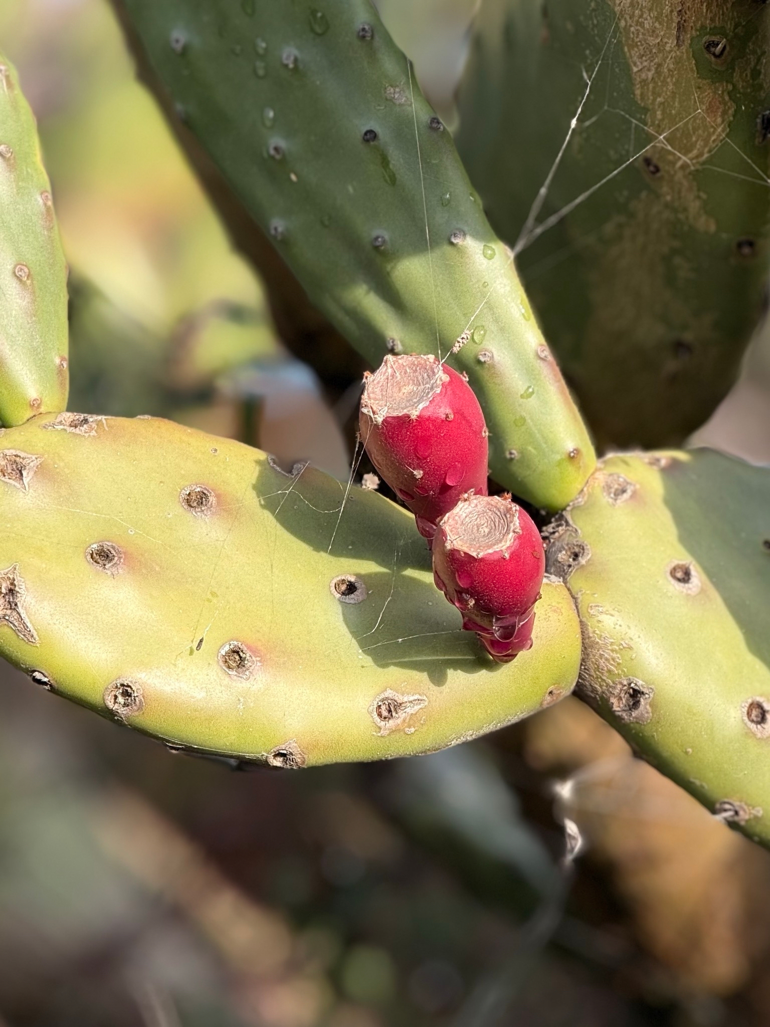 two red cactus fruits sit a