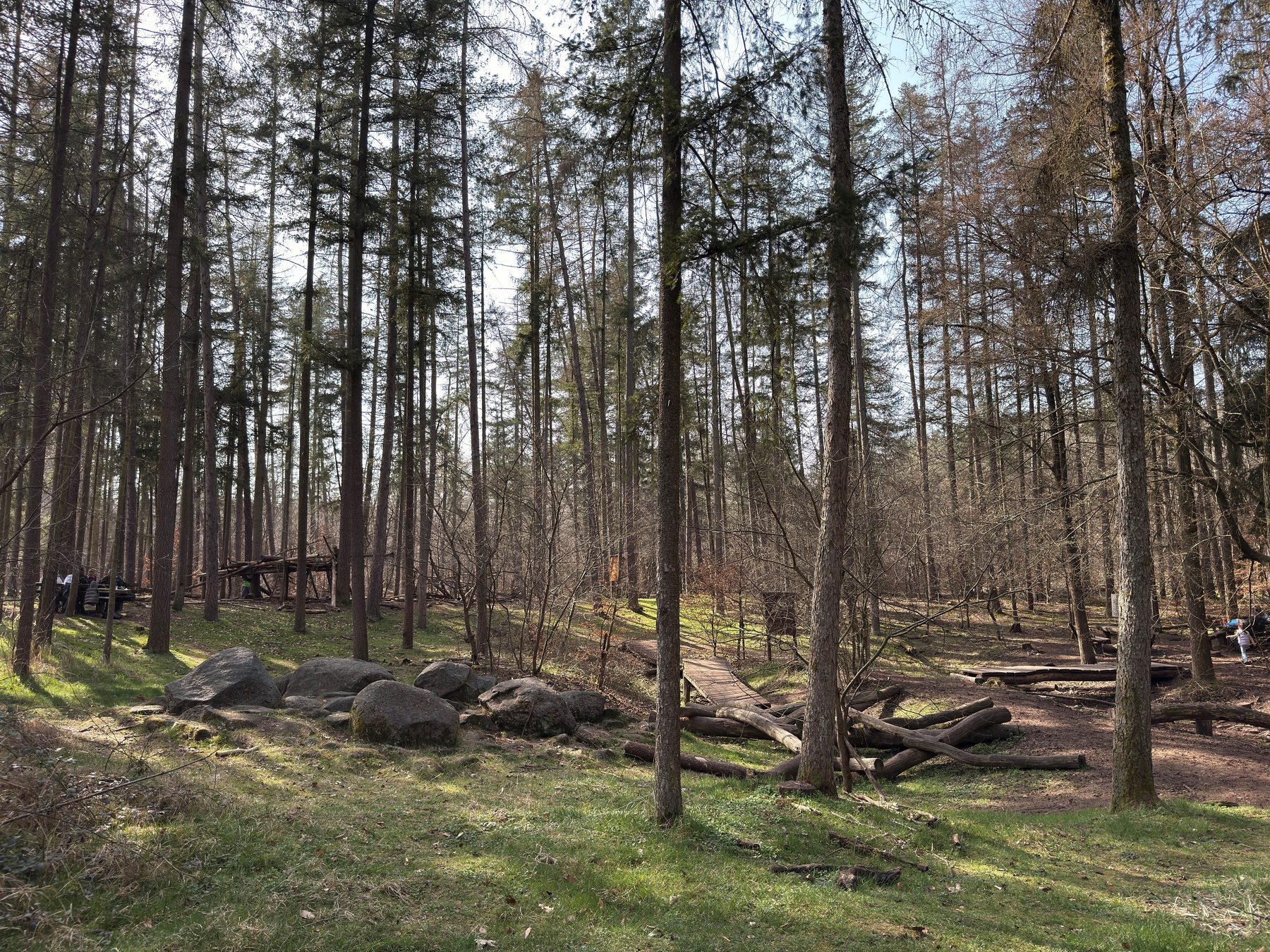 A serene forest scene features tall trees, a wooden path, and scattered boulders on a sunny day.