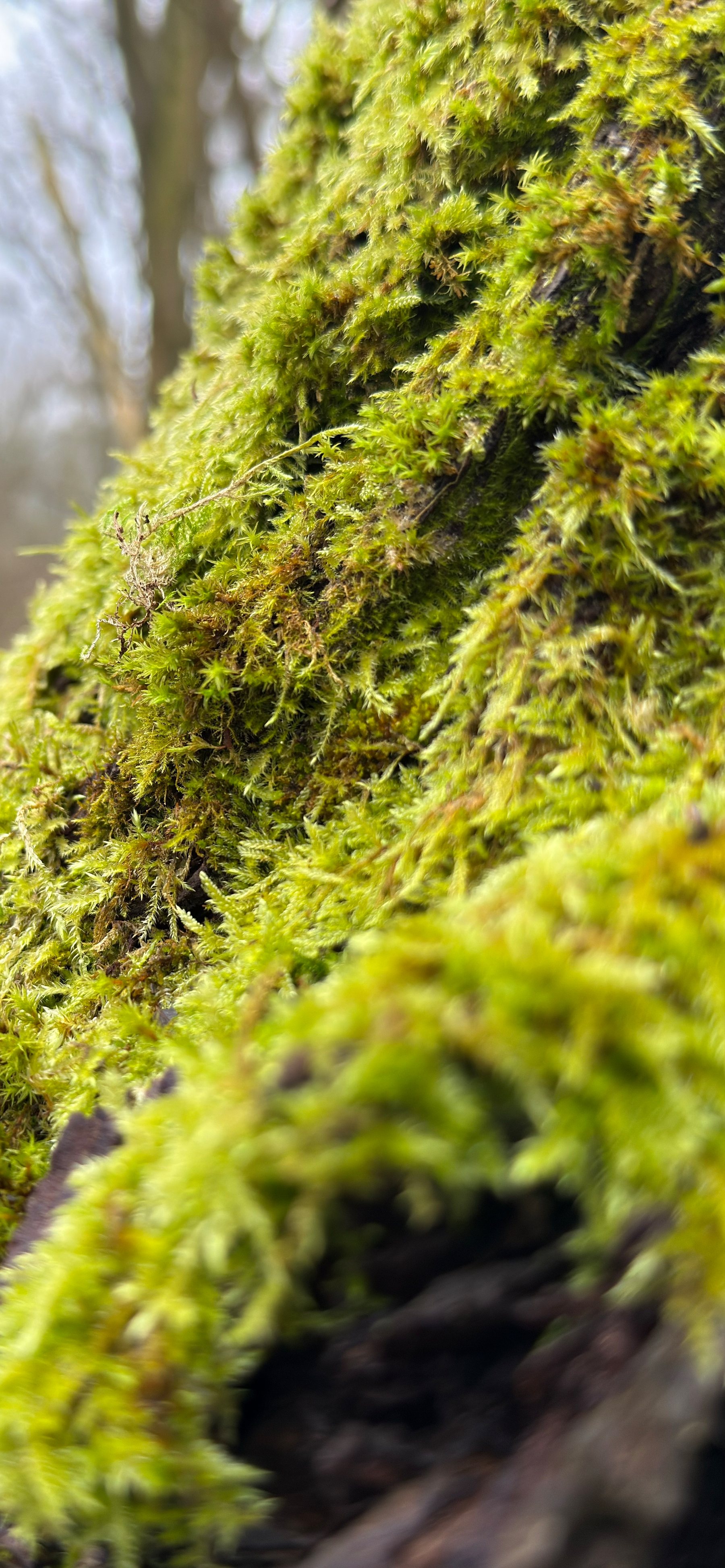 A close-up view showcases vibrant green moss covering the surface of a tree trunk.