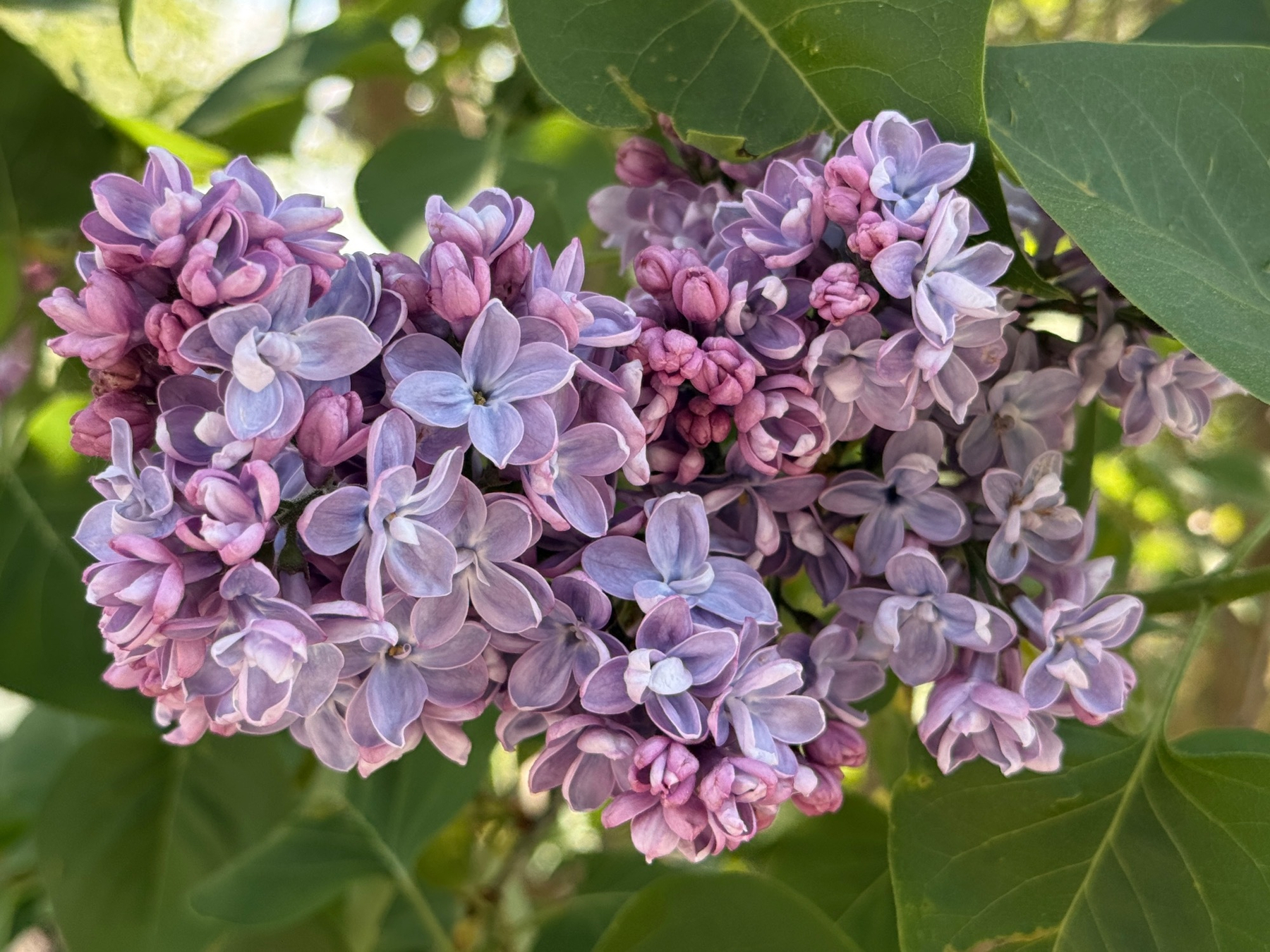Clusters of vibrant purple Buddleia flowers are surrounded by lush green leaves.