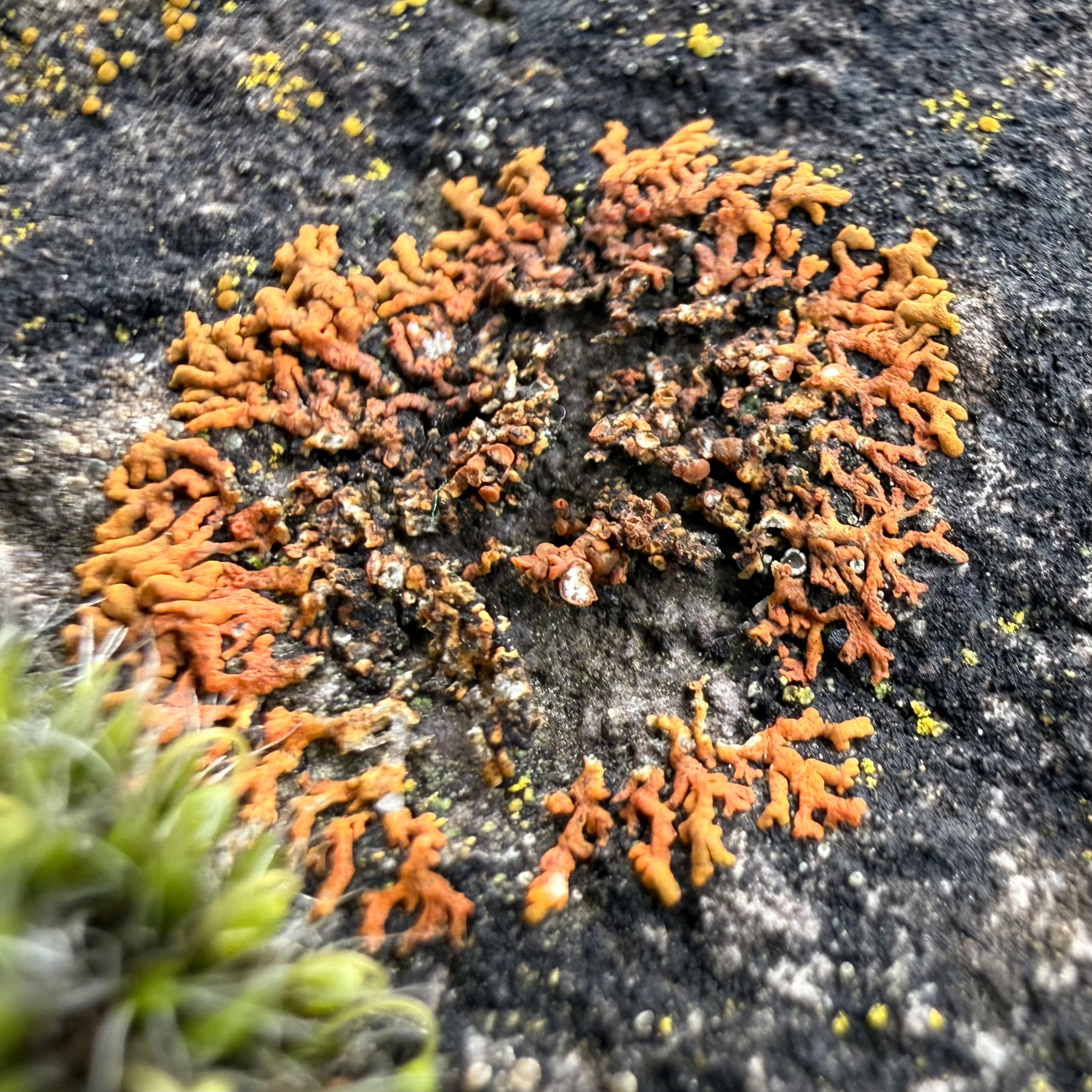 Bright orange lichen grows on a rough, dark rock surface, surrounded by small patches of green moss.