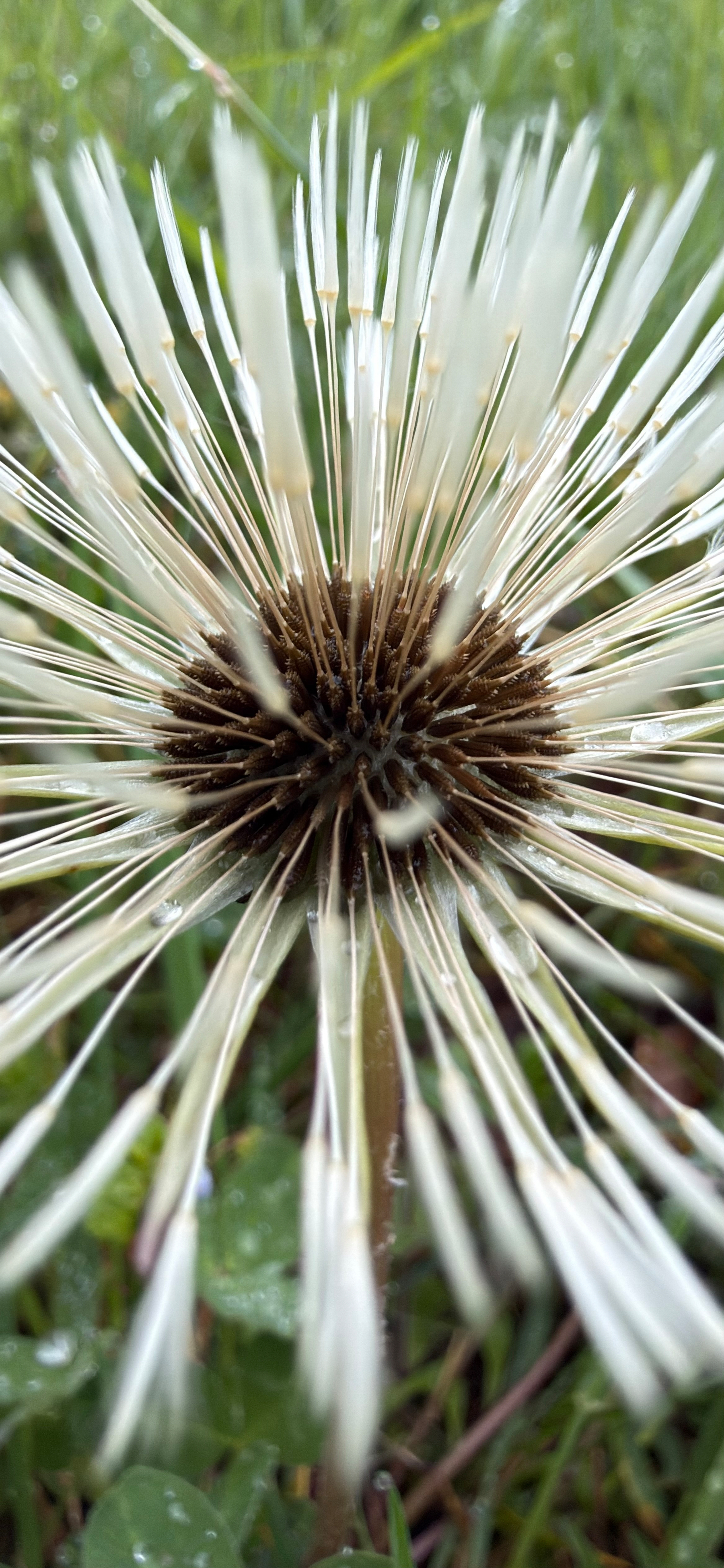 A close-up of a dandelion puffball with dewdrops on its seeds against a grassy background.