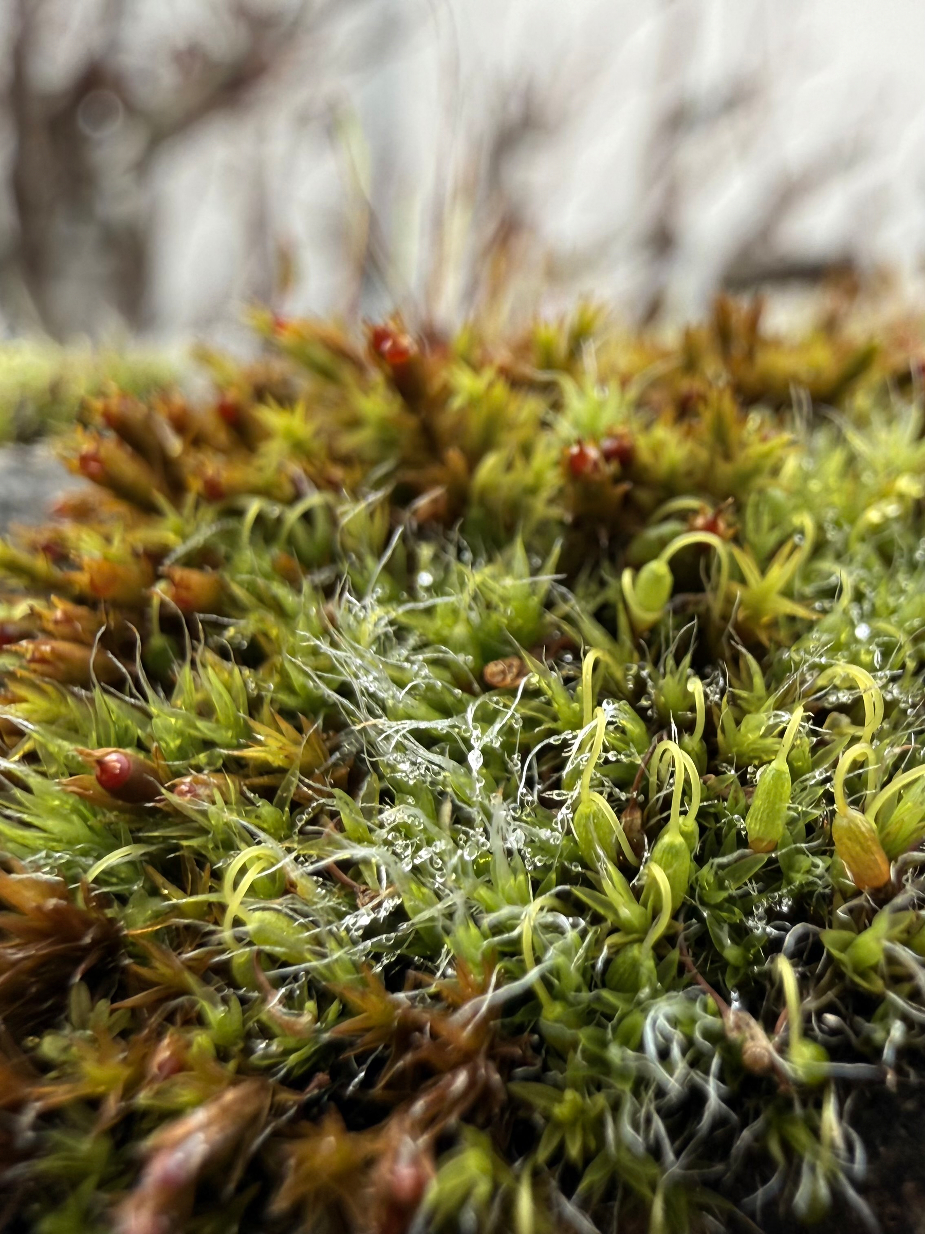 A close-up of vibrant green moss with delicate droplets of water scattered on its surface.