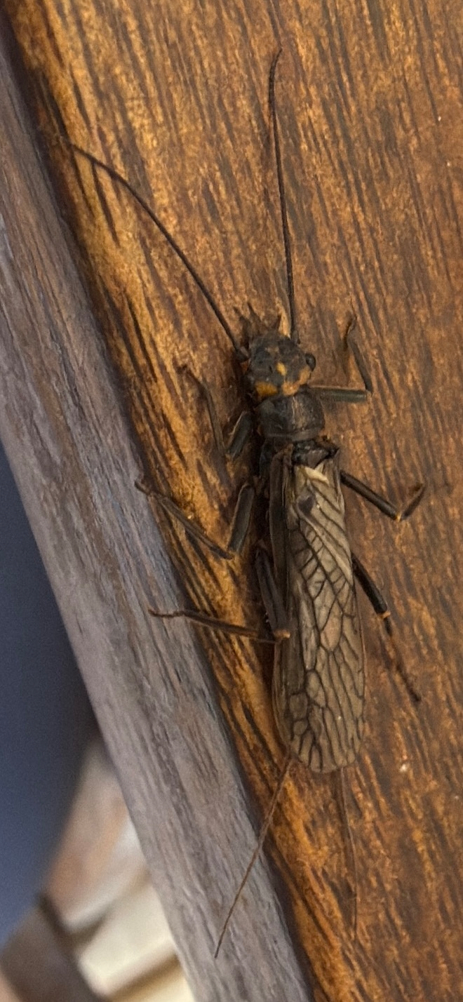 A flying insect about 3-4cm long - with long antennae and detailed wing patterns - sitting on a wooden tabletop. Possibly a stonefly