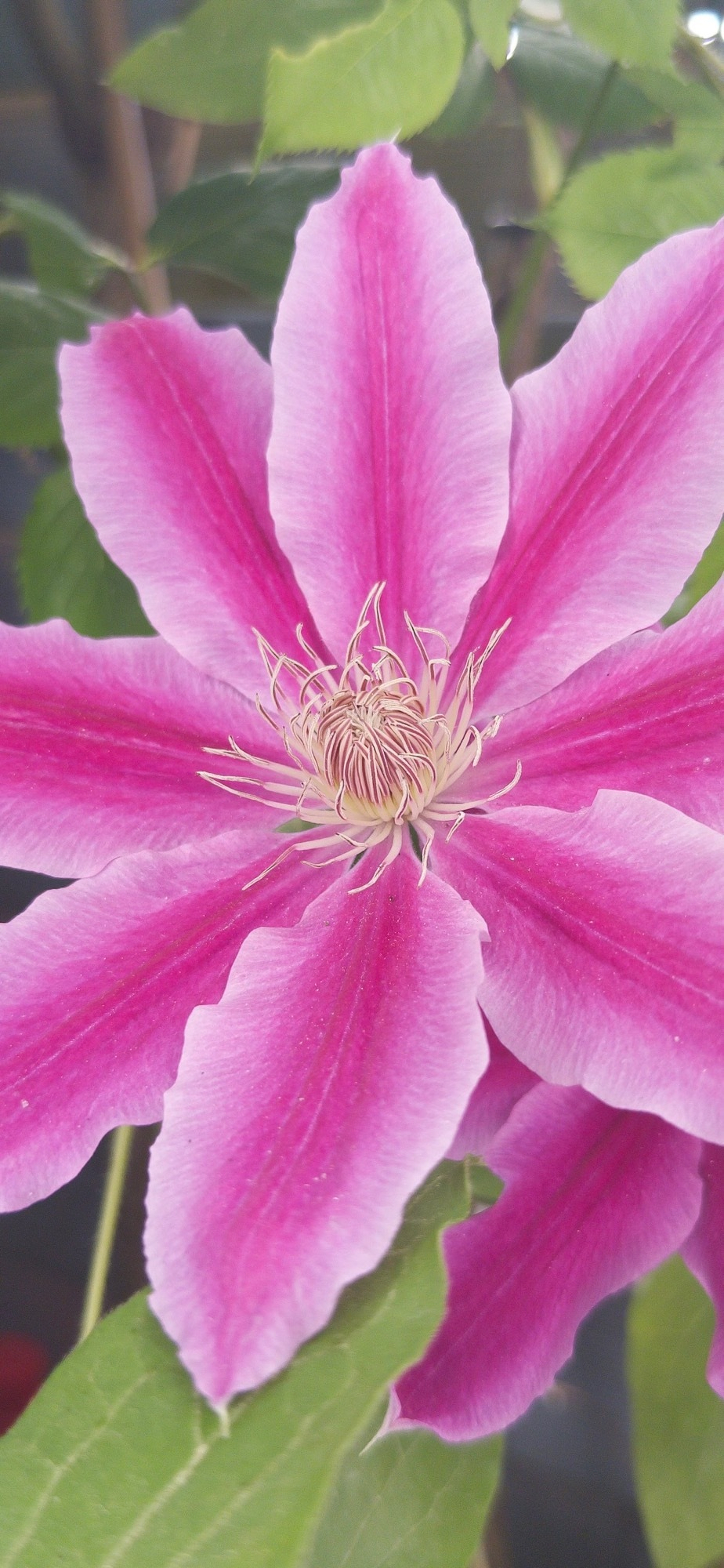 A vibrant pink clematis flower with lush green leaves surrounding it.