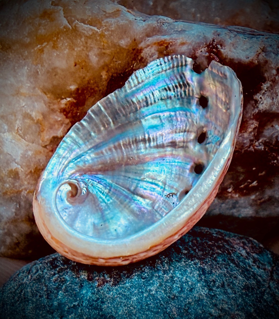 A colorful, iridescent seashell rests against a textured stone surface.