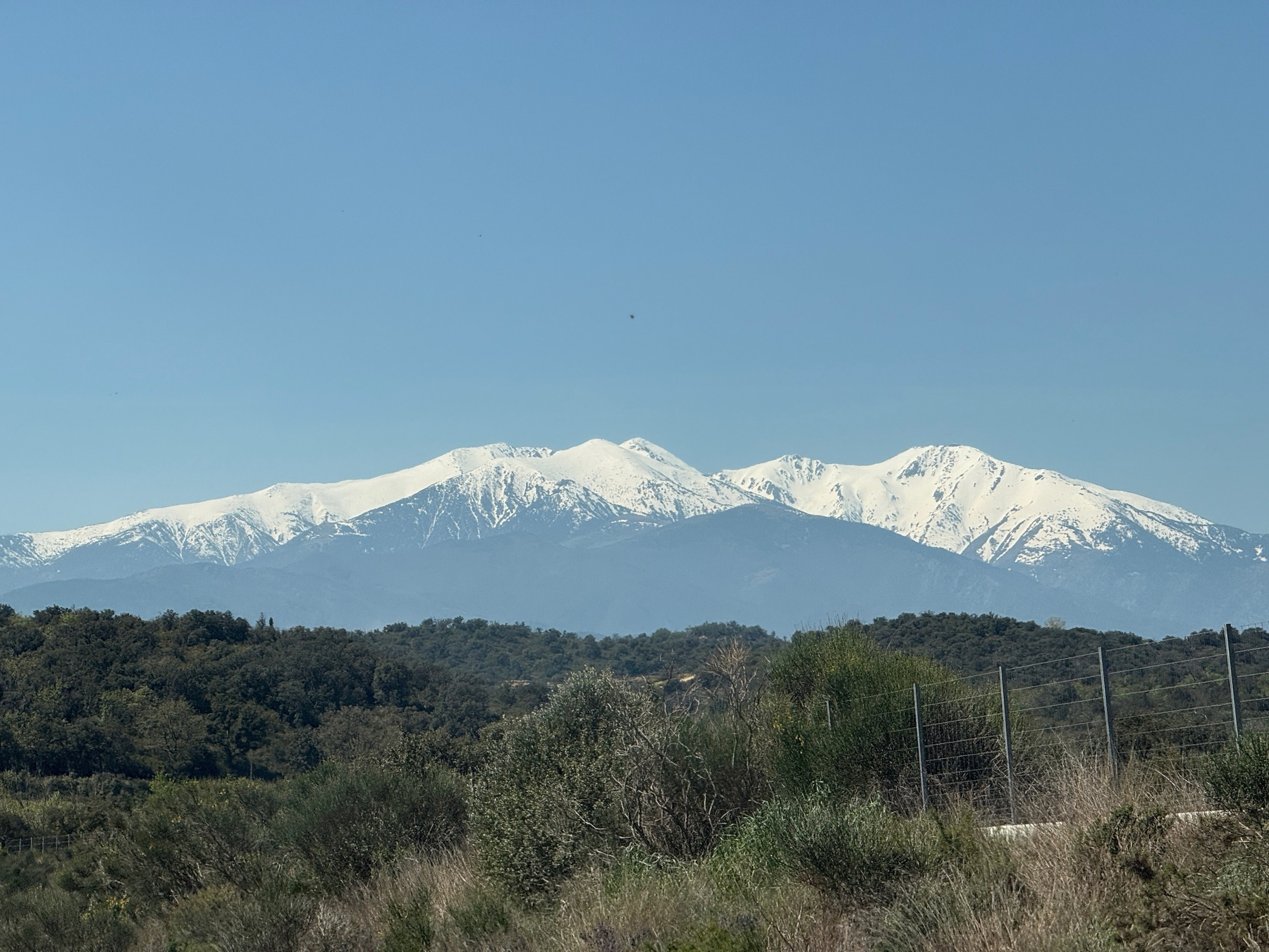 Snow-capped Canigou mountain rise above a landscape of green shrubs and trees, under a clear blue sky.