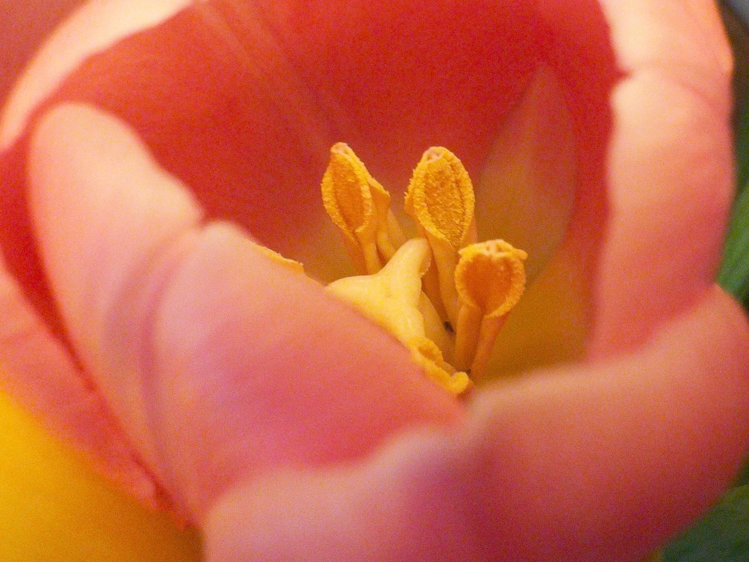 A close-up of a pink tulip reveals its yellow stamens and pistil.