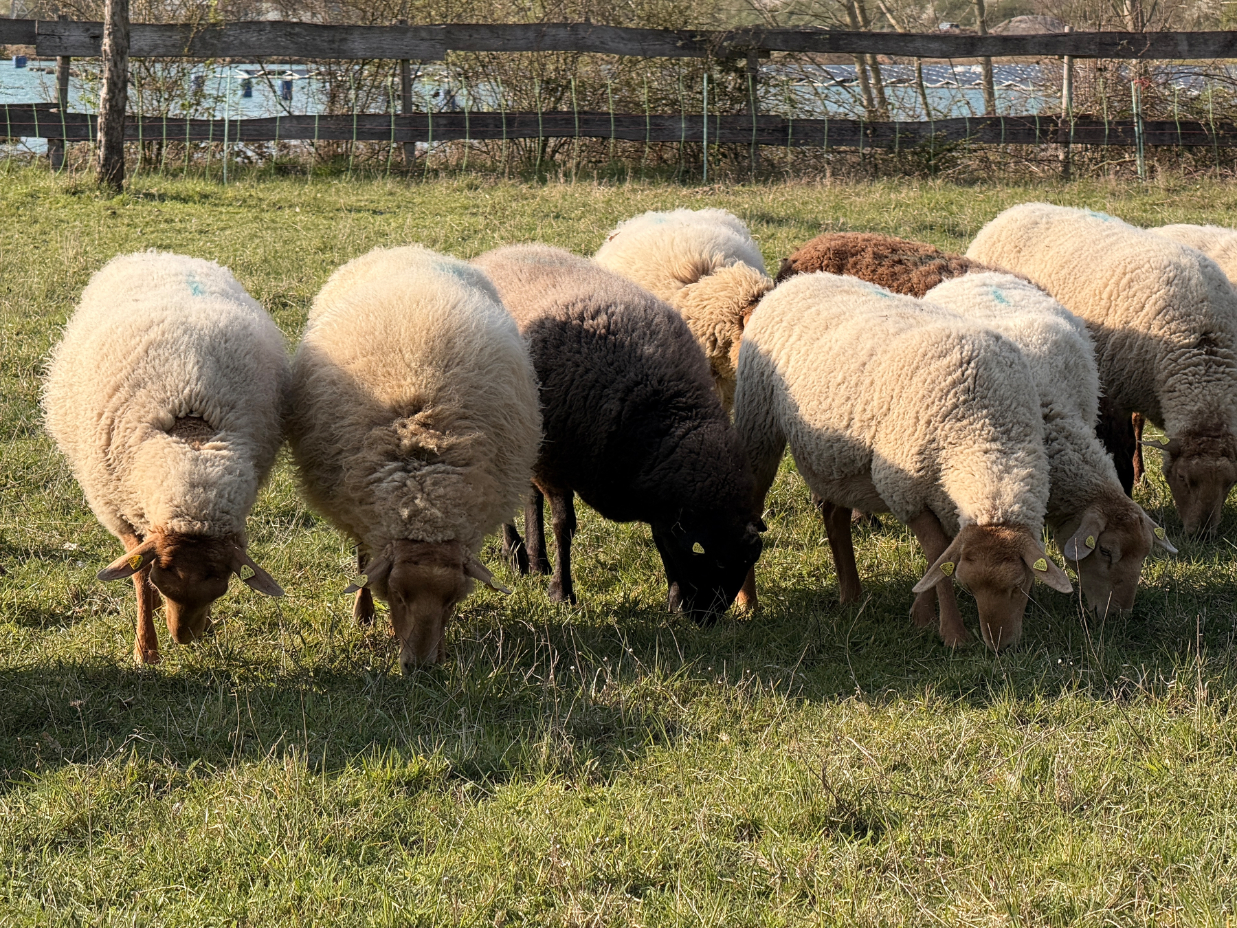 A group of sheep with fluffy wool is grazing on a green pasture.