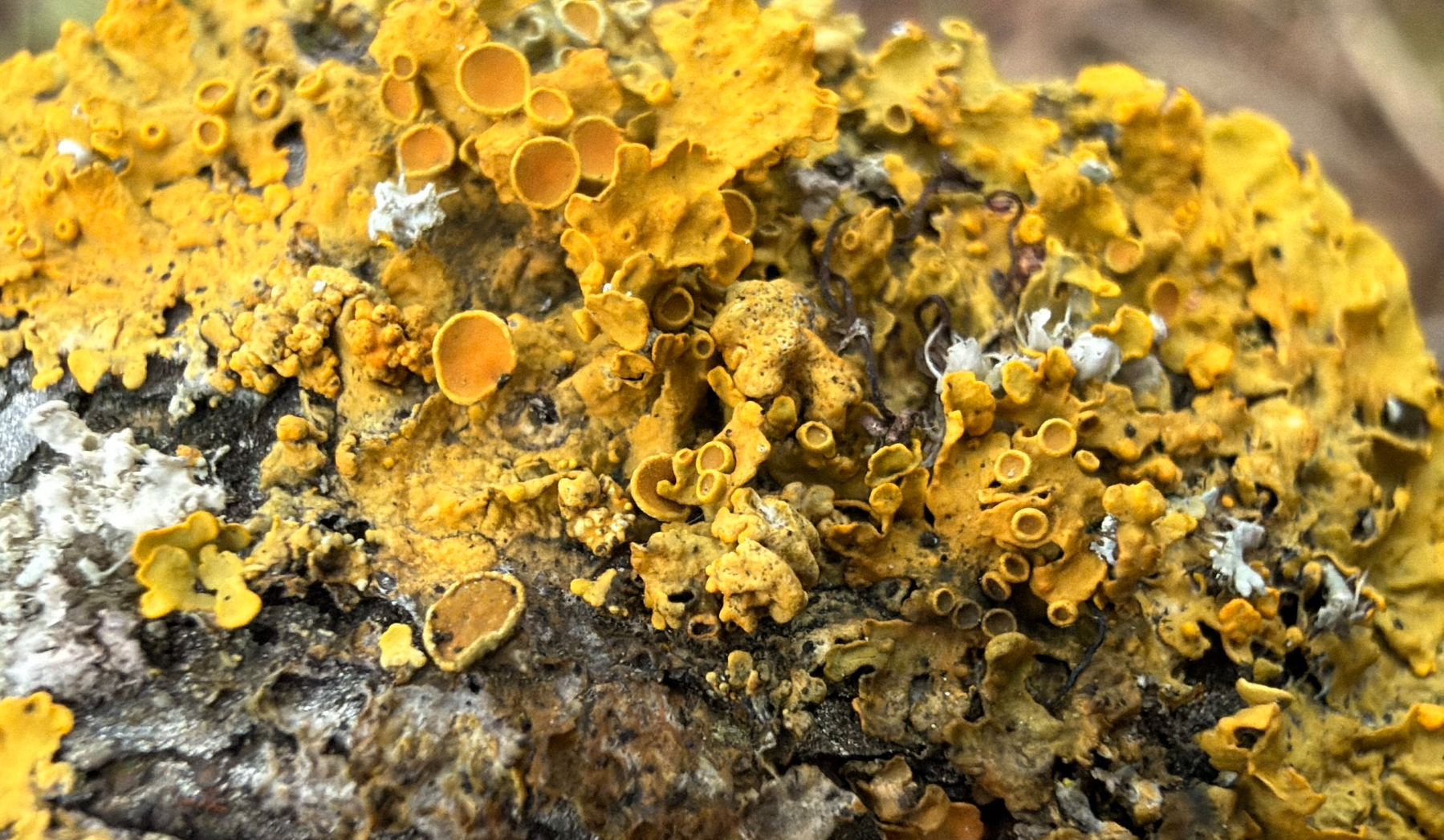 Vibrant yellow lichen with circular formations covers the surface of a rock or bark.