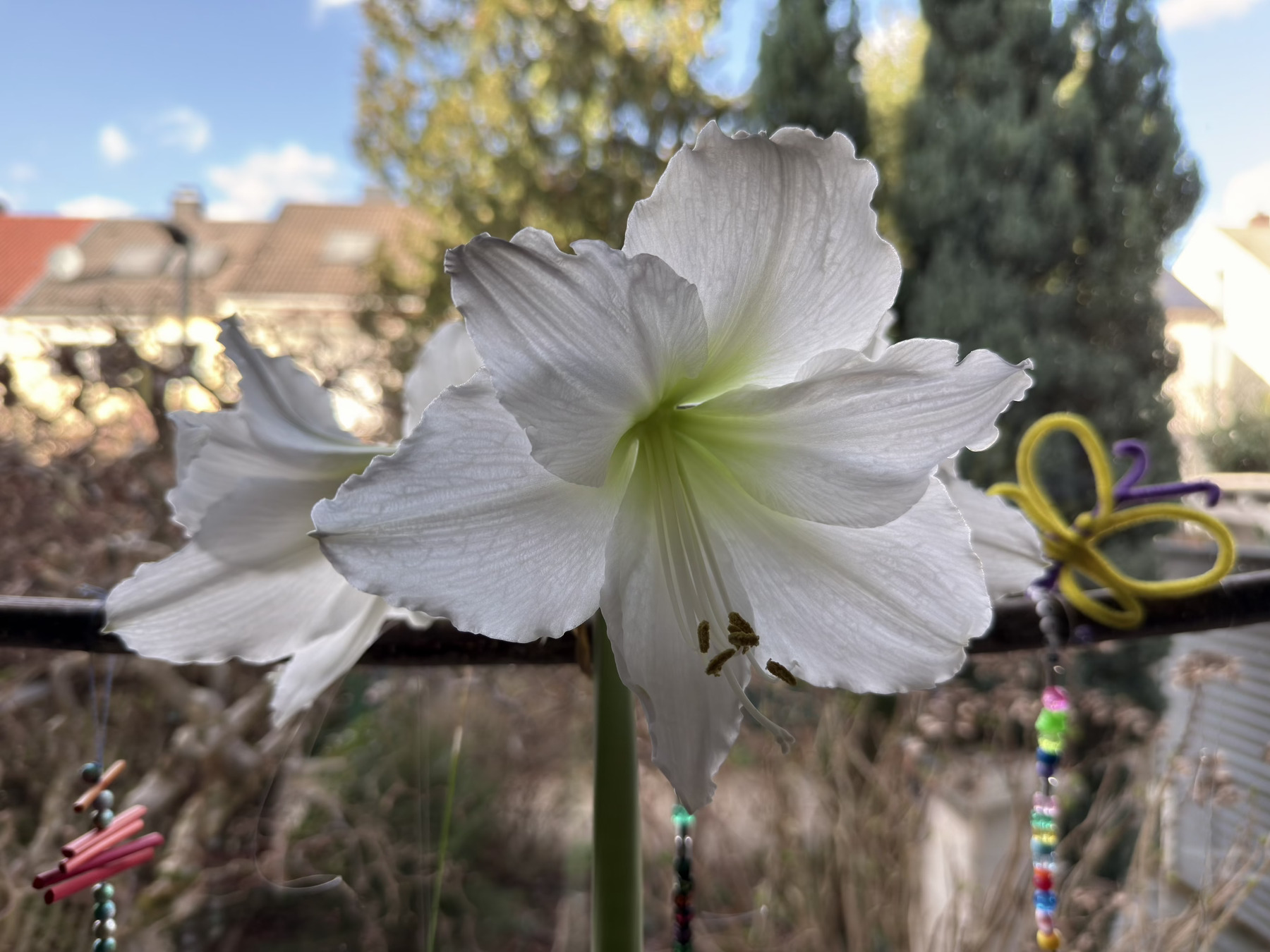A white amaryllis flower blooms beautifully in an indoor windowsill setting, with decorative elements hanging nearby. The flowers was grown by the poster's wife :-)
