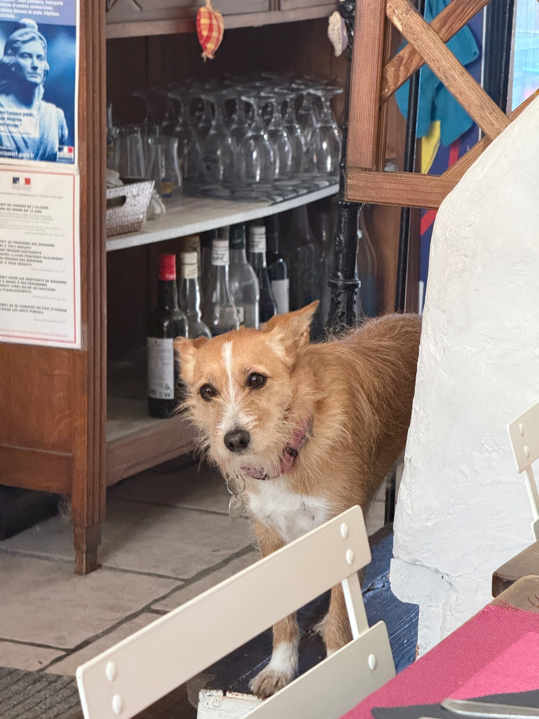A small tan and white terrier mix stands between a chair and a wooden shelving unit inside a French restaurant. The shelves hold inverted wine glasses and bottles. A French government alcohol regulation notice is visible on the left wall. Her name is Misty and she is lovely!