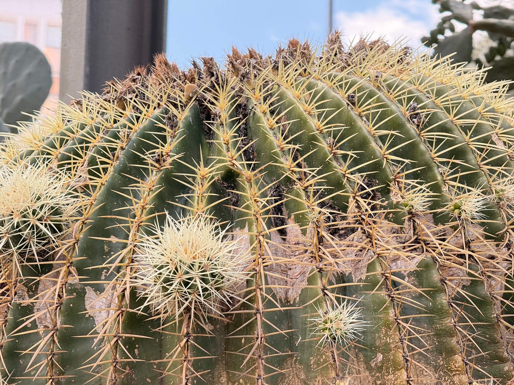 A close-up view of a round cactus showcases its sharp, white spines and ribbed green surface. It has little baby cacti budding off it.